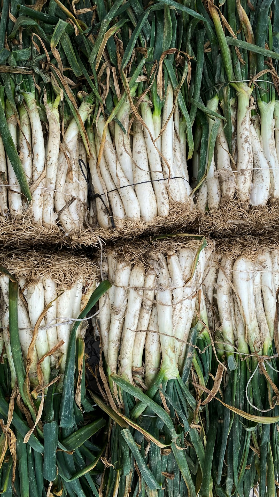 Calçots