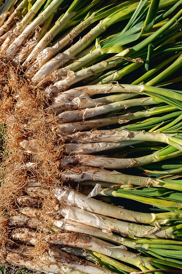 Overhead view of harvested calçots with roots in sunlight, ready for traditional Catalan cooking.